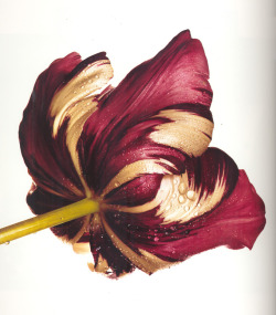 astronostra:  Irving Penn, Flowers (1988)