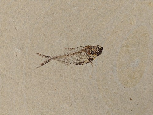 poondragoon:bunjywunjy:eileenkphotography:Diplomystus dentatus at the Warfield Quarry in Fossil Lake