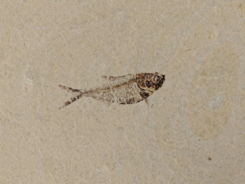 eileenkphotography:Diplomystus dentatus at the Warfield Quarry in Fossil Lake, Wyoming ~ Eileen Kita