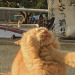 kitty: