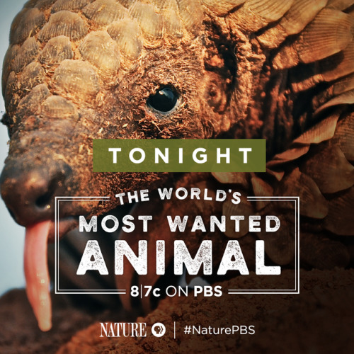 Join one conservationist in the crusade to save pangolins, the most trafficked animal in the world. 