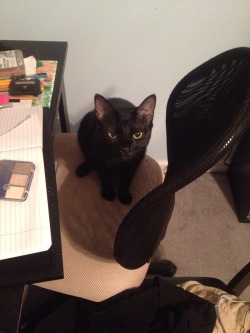 lillyintheimpalawiththedoctor:  &ldquo;Do not disturb me, human, I’m very busy. Doing office chair things. Move along.&rdquo;
