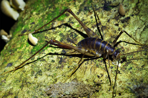 I photographed this Auckland Cave Weta - Gymnoplectron acanthocera - in the Waitakere Ranges when I 