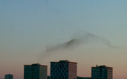 cinematapestry:  “Love everyone. Every leaf. Every ray of light. Forgive.”-The Tree of Life (2011) dir. Terrence Malick