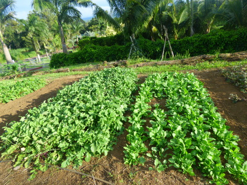 dreadedgrape:  barefootedfarmer:  root beds white daikon, purple daikon, red beats, red turnips    here are pictures of the farm im on. this is my farm blog/ gardening blog covers my personal travels working on farms  