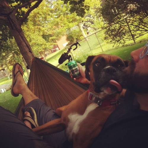fuzzyimages: #napsforlunch celebrating #nationaldogday with Lexy chilling in my lap. #basecampbeer