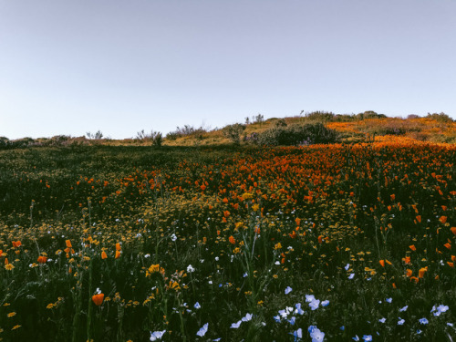 leaberphotos:  My meadowlark sing to meDiamond Valley Lake, California instagram