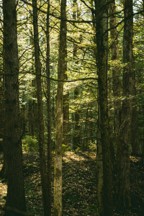 And How The Sunlight Seemed To Sing That Morning // Part 33