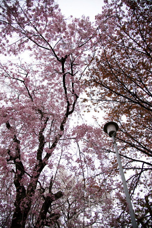 jamas-rendirse:Landscape / Sakura - Kyoto Japan por whwh.