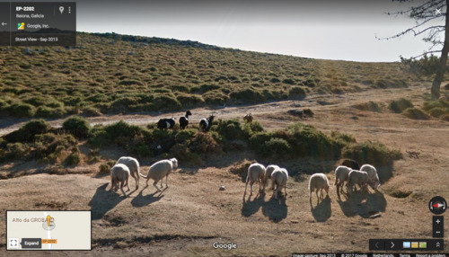 googlesheepview: Southwestern Spain