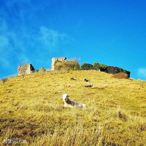 indorsetuk:Sheep chilling in the morning sun, #CorfeCastle ...#sheep #dorset #lovedorset #visitdorse