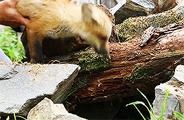 fuckthechantry:brave wilderness + friendly baby fox!