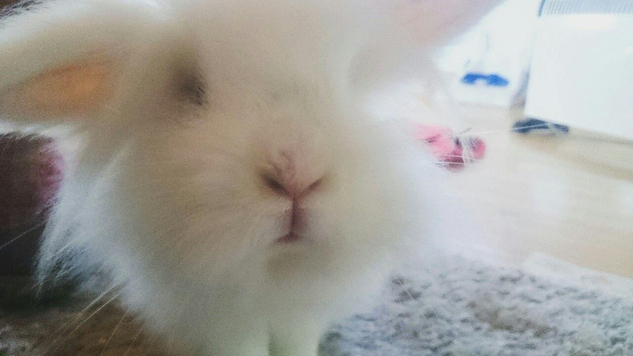 ludothebunny:  What’s that? Can I eat it?