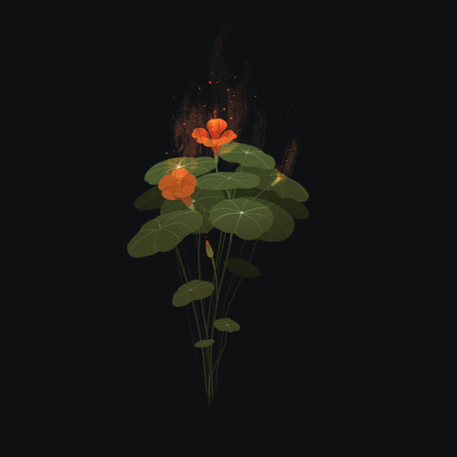 lichenslumber: Fire bushes! Buissons ardents!