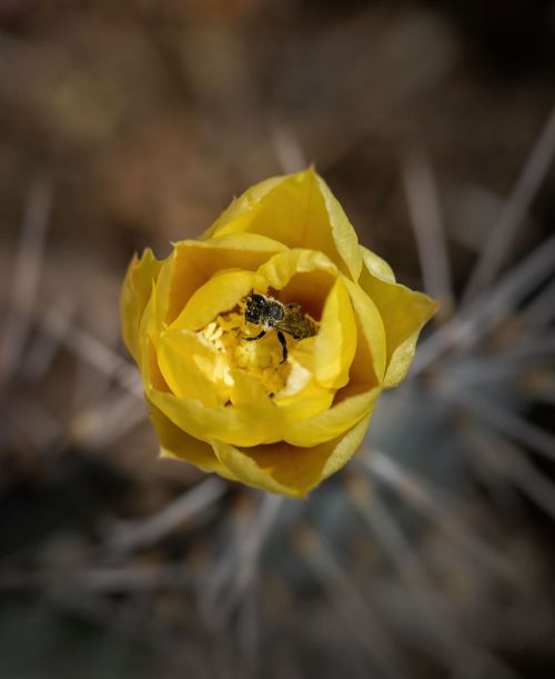 . . . . #bee #arizona #azvistas #hikearizona #visitarizona #divine_deserts #blossom #aroundarizona #