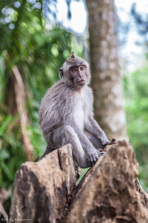 tony-f-photography:  Indonesia, Bali, Ubud 2015