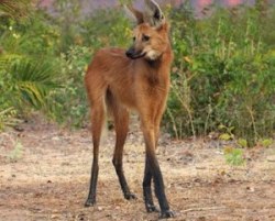 reallifeishorror:  The maned wolf, is neither a fox nor wolf despite its resemblance to both. It belongs to the genus Chrysocyon, of which it is the only member.Found in the open grasslands of  Brazil, this unique, long legged golden dog is the tallest