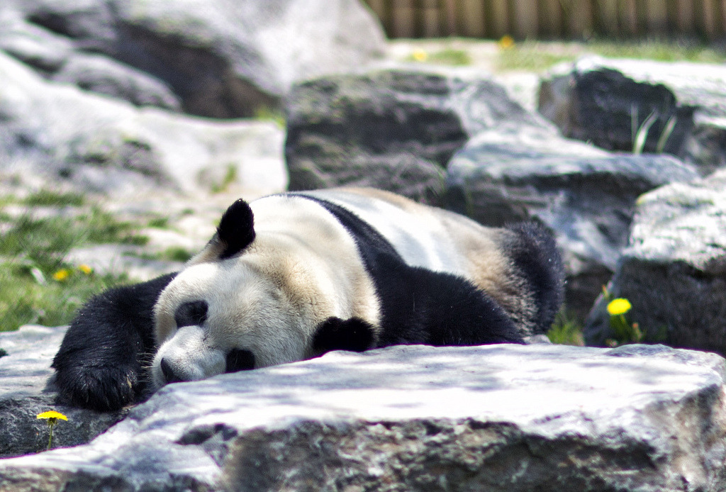 giantpandaphotos:  Da Mao at the Toronto Zoo in Toronto, Canada, on May 19, 2013.