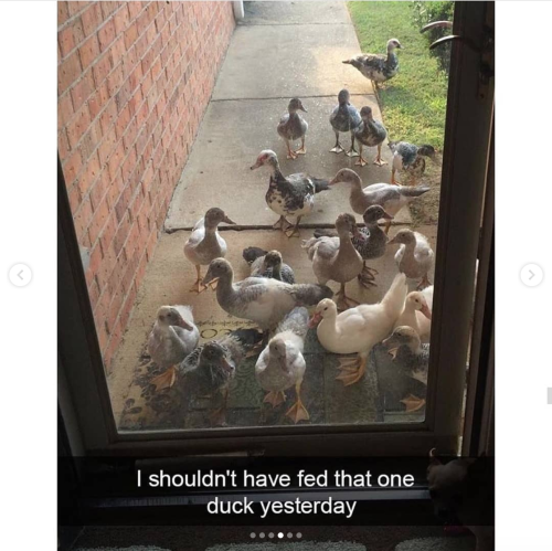 wilwheaton: thesassyducks: This is what happens when you feed one duck  Reblog if you would als