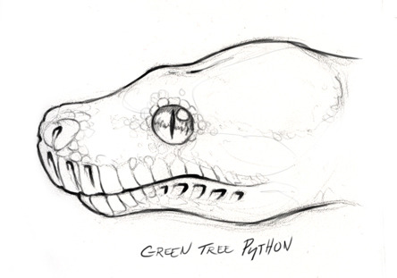 skullbird:  Sketches of various constrictor profiles, attempting to help illustrate that these snakes don’t just vary in color and size, but there’s tons of variation even down to facial structure.This was a fun exercise~ 