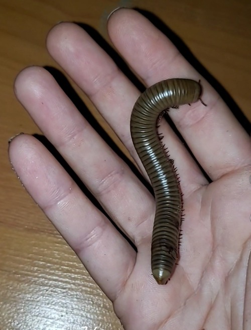 large brown millipede on my hand
