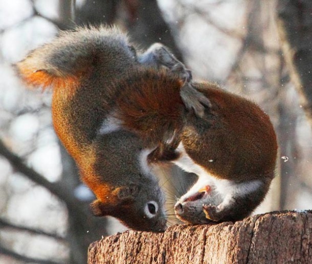 Rumble in the park