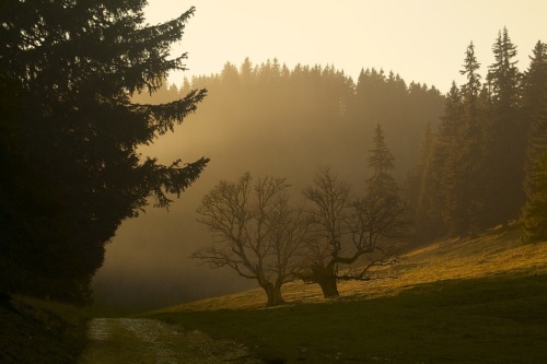 asiwaswalkingallalone: (via 500px / Autumn Haze by Gavin Thomas)