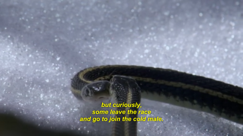 fuckyeahherpetology: lemon-soju: i support u lazy gay snake So this is actually a studied phenome