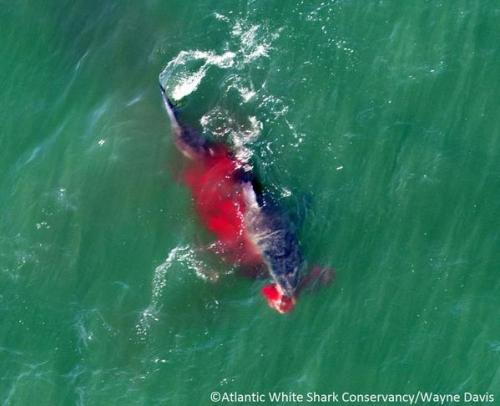 todayinsharknews: Shark Researchers Capture ‘Holy Grail’ Of Great White Attack Photos &l