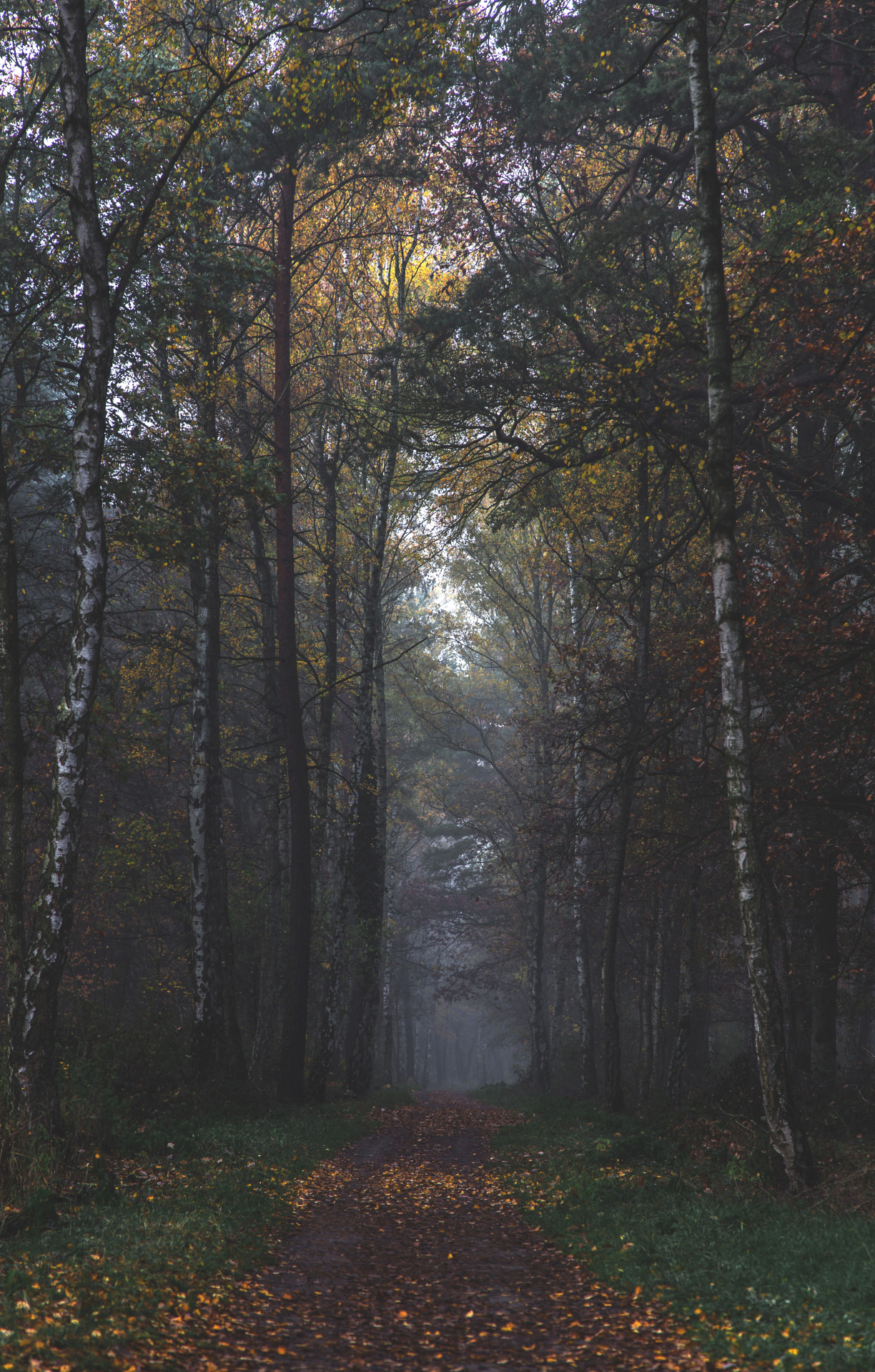 dennybitte:  path into emptiness by Denny Bitte november 2015 