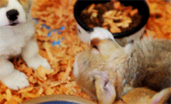 dailyanimals:      [x]     