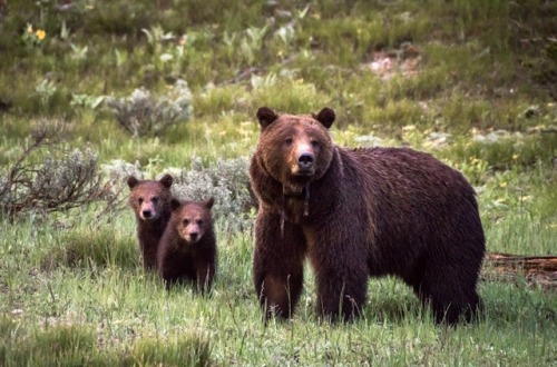 Bear 399 and her cubs. Grand Teton National Park, Wyoming @zeisenhauer