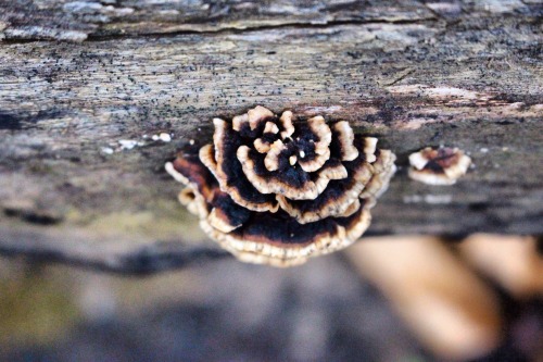 Turkey tail mushroom growing on a damp fallen log