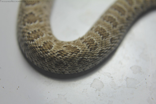 triggerednecromancer:Prairie Rattlesnakes have such gorgeous patterns.