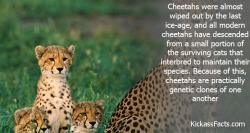amroyounes:  Random facts yo!