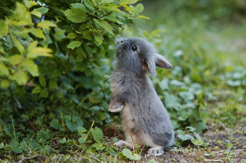 fluffy bunny