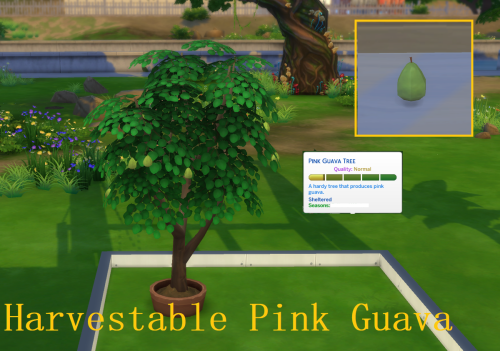 piedpiperworld:Fruit Harvestables (Bundle) Part 25. Pink GuavaDetailsPink Guava can be found in debu