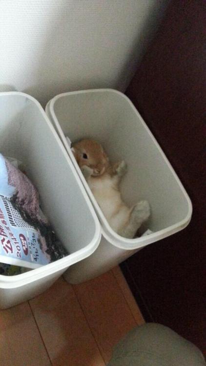 XXX girlhyena:  who put the bun in the bin  photo