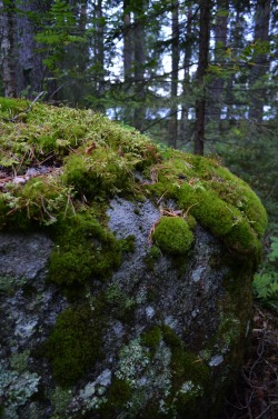 morganathewitch:  Own. Mossy rock.