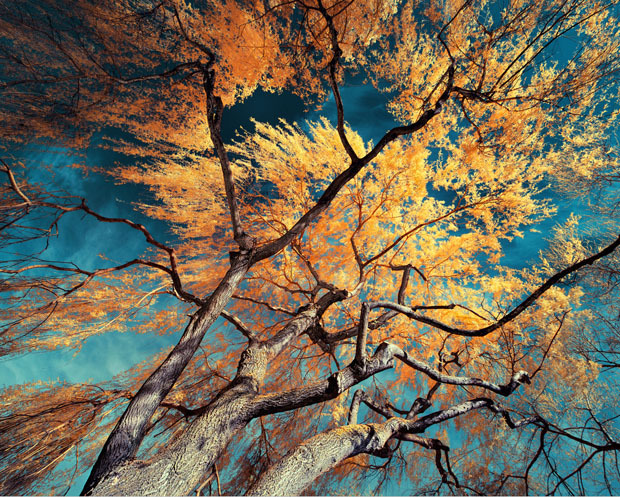 opticallyaroused:   Gorgeous Infrared Landscapes With Trees of Gold and Silver 