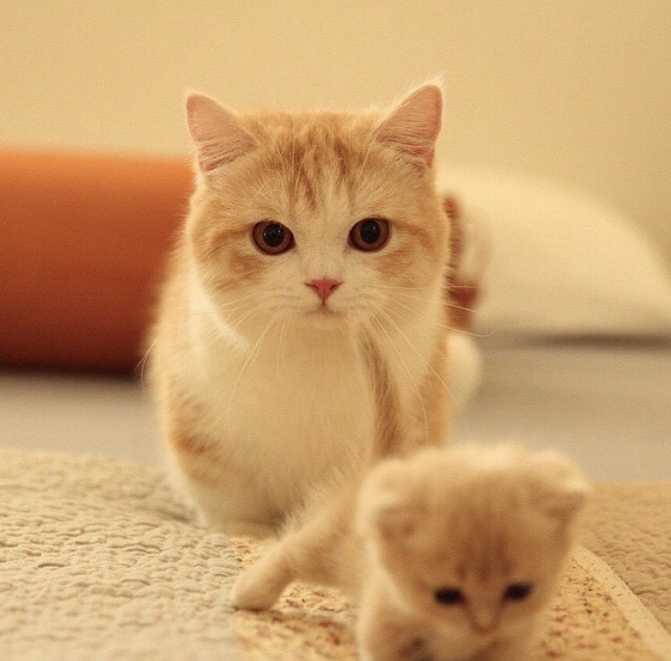 friendly-animals:  (Source)