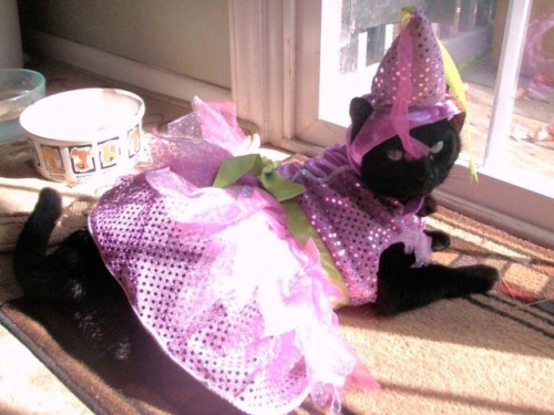toocutesnoots: @tailsandco Not a cute snoot, but I heard you like kitties too!! Hope Princess Velvet