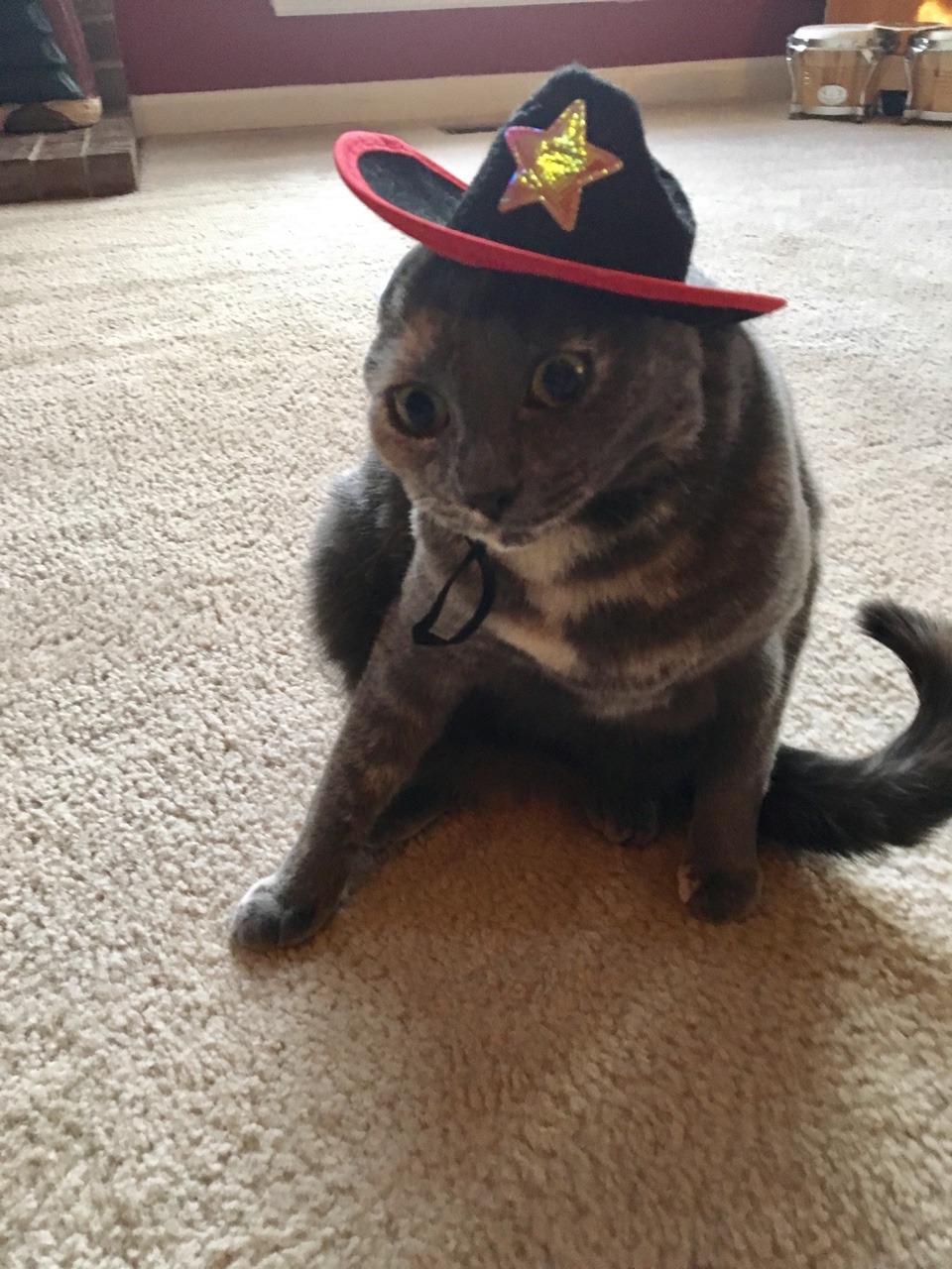 unflatteringcatselfies:  My mom bought my cat a cowboy hat 