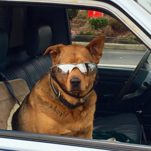 krsty:  i got out my car and ran to take a picture of this dog in the riteaid parking lot earlier today and im still screaming over it 