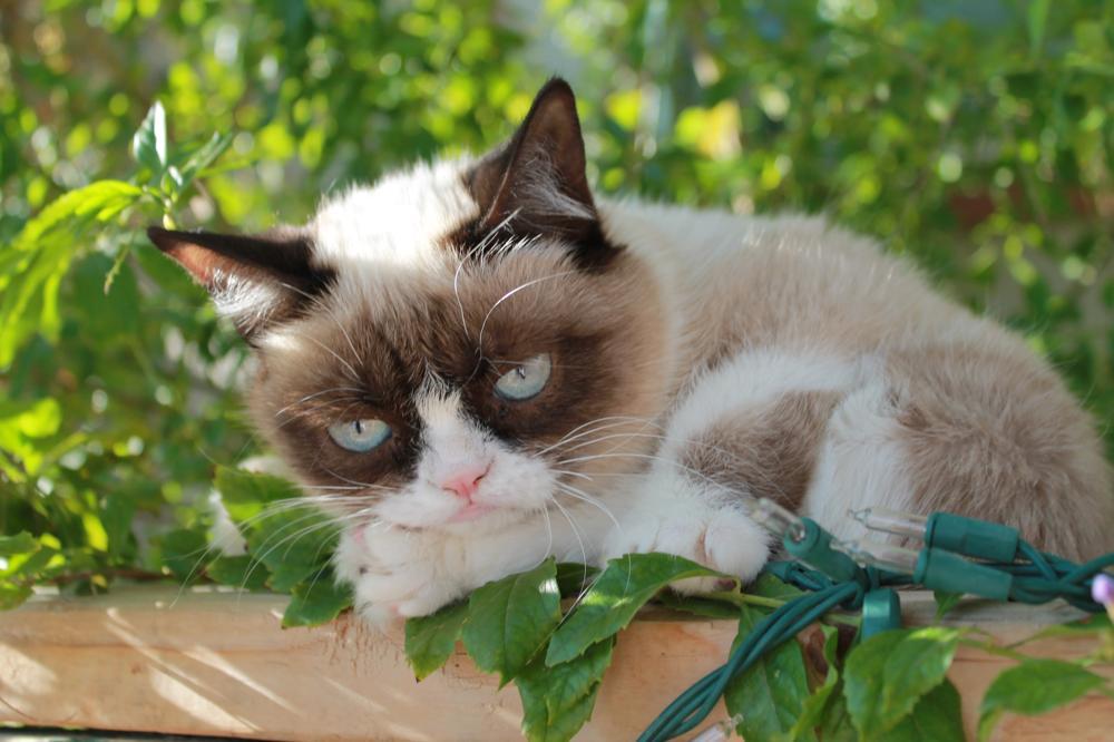 tardthegrumpycat:  The Daily Grump | December 27, 2012 Grumpy Cat tees at Hot Topic!