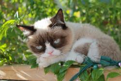 Tardthegrumpycat:  The Daily Grump | December 27, 2012 Grumpy Cat Tees At Hot Topic!