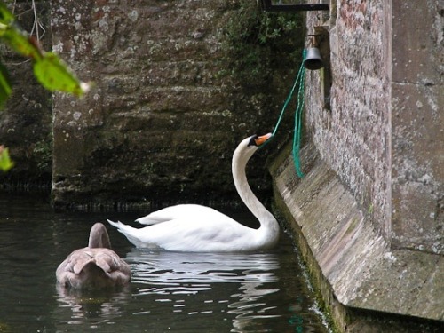 thequeensenglish:  The swans ring the bell to be fed at the Bishop’s Palace, Wells, Somerset. The tr