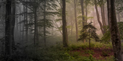 magic-spelldust:  beautiful foggy forests