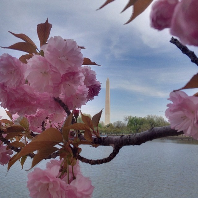 A late #bloomer, @hgscouten and I walked along the #tidal #basin this Easter Sunday and caught a glimpse of the #Cherry #Blossom #Festival. #Washington #DC