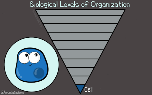 A Look At Levels!